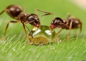 ჭიანჭვეები გროუ რუმში - ეს კარგია თუ ცუდი?