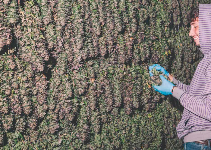 რვა საიდუმლოება კანაფის მოსავლის გაზრდისთვის ყვავილობის წინ