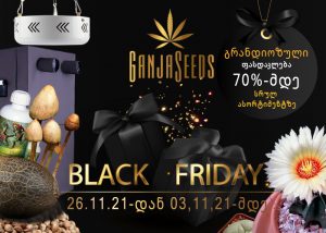 70%-მდე ფასდკალება GanjaSeeds-ზე თქვენთვის BlackFriday კვირეულში!